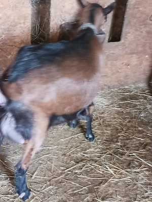 vand capra alpina franceza pura  - imagine 3