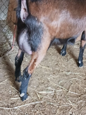 vand capra alpina franceza pura  - imagine 5