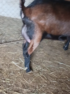 vand capra alpina franceza pura  - imagine 2