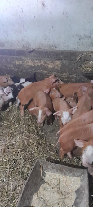 purcelusi duroc de vanzare