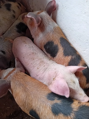 purcei 11 saptamani 320 lei - imagine 3