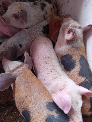 purcei 11 saptamani 320 lei - imagine 2