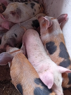 purcei 11 saptamani 320 lei - imagine 4