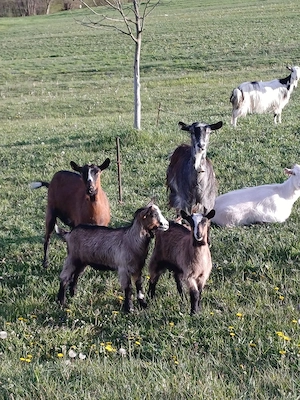 Vand capre Bratca-Bihor  - imagine 2