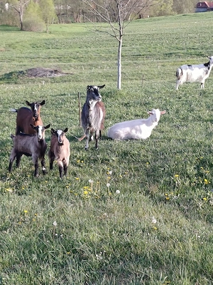 Vand capre Bratca-Bihor 