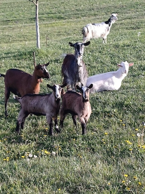 Vand capre Bratca-Bihor  - imagine 3