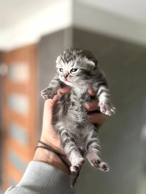 pui british shorthair  - imagine 2