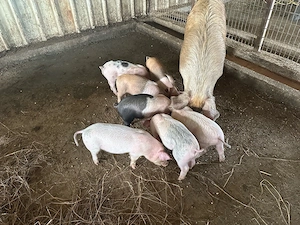 Vand purcei durok cu marele alb