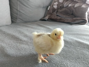 Pui Cochinchina pitic 