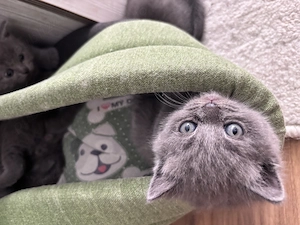 Puiuți British   - imagine 2