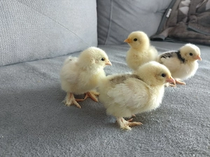 Pui Cochinchina pitic 