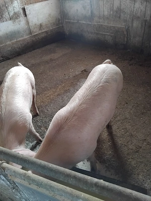 vand doua scrofite sau schimb pe alte animale vaci cai