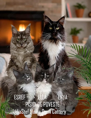 Maine Coon pisicuti cu Pedigree WCF-Timisoara - imagine 3