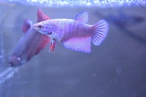 Betta femele pesti acvariu 