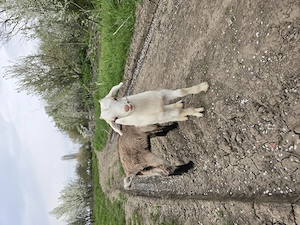 Ieduti de vanzare  - imagine 2