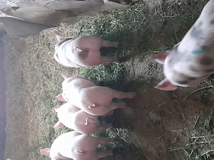 Vând purcei petran cu marele alb 