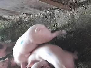 Vând purcei petran cu marele alb  - imagine 4