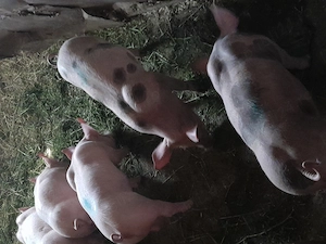 Vând purcei petran cu marele alb  - imagine 3