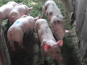 Vând purcei petran cu marele alb  - imagine 2