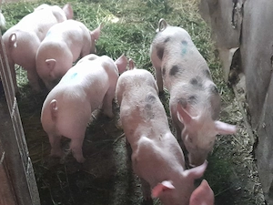 Vând purcei petran cu marele alb  - imagine 5