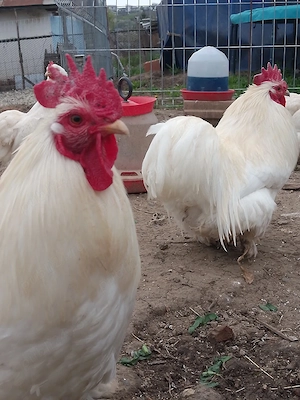 Cocos Cochinchina pitic alb  - imagine 3