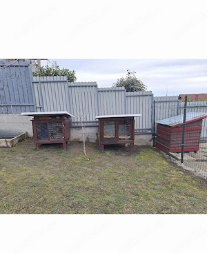 Vând 2 custi de iepure