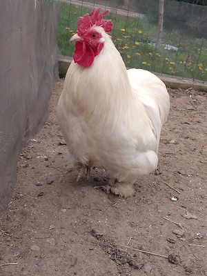 Cocos Cochinchina pitic alb  - imagine 5