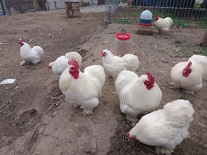 Cocos Cochinchina pitic alb 