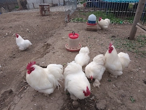 Cocos Cochinchina pitic alb  - imagine 2