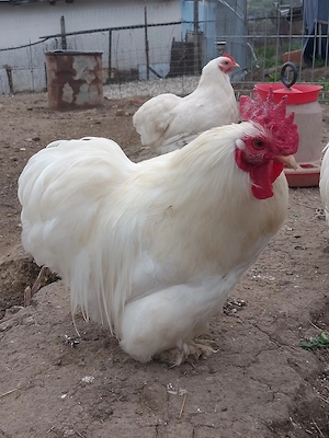 Cocos Cochinchina pitic alb  - imagine 4