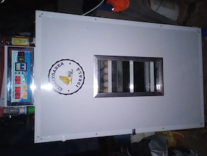 Pui de găină rasa mixta 