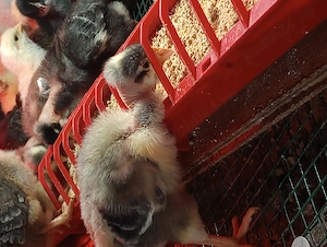 Pui de găină rasa mixta  - imagine 4