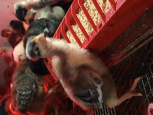 Pui de găină rasa mixta  - imagine 2