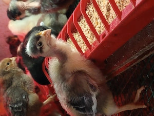 Pui de găină rasa mixta  - imagine 3