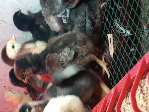 Pui de găină rasa mixta  - imagine 5