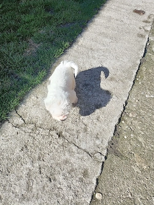 Vând pui Bichon  - imagine 5