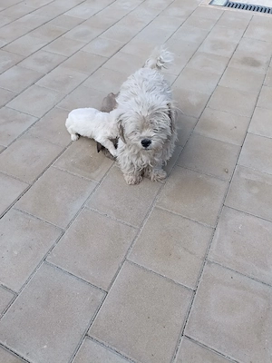 bichon , bichon havanez  - imagine 4