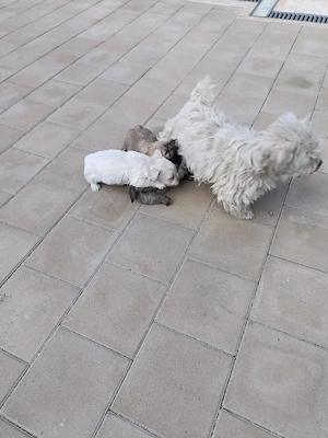 bichon , bichon havanez  - imagine 3