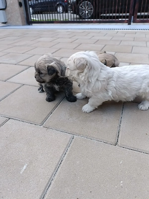 bichon , bichon havanez  - imagine 5