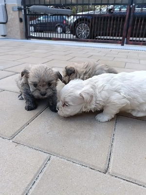 bichon , bichon havanez  - imagine 2