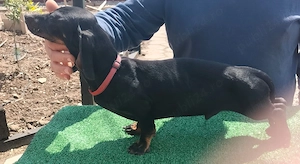 Teckel mascul negru 6 luni 