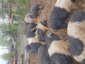 Vand scroafe si scrofite bazna