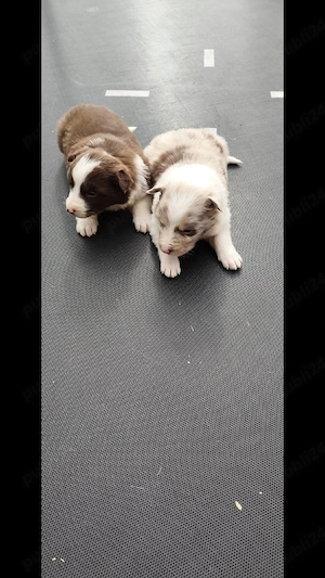 border Collie  - imagine 3