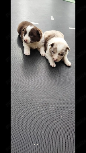 border Collie  - imagine 2