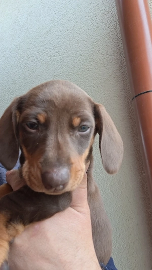 Teckel ciocolatiu - imagine 3