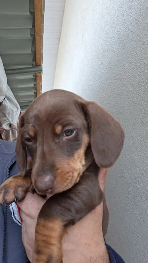 Teckel ciocolatiu - imagine 4