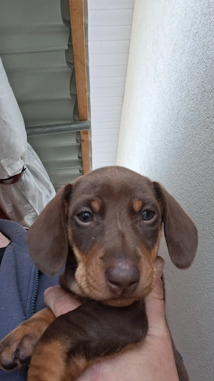 Teckel ciocolatiu - imagine 2