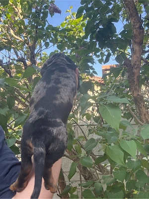 Teckel baiat Arlechin cu carnet  - imagine 2