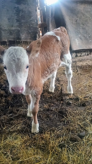 Vand vițea de bălțată românească  - imagine 3