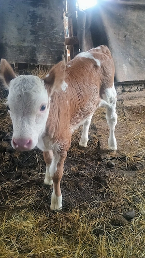 Vand vițea de bălțată românească  - imagine 2